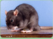 rat control Hadley